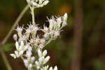 Rough boneset